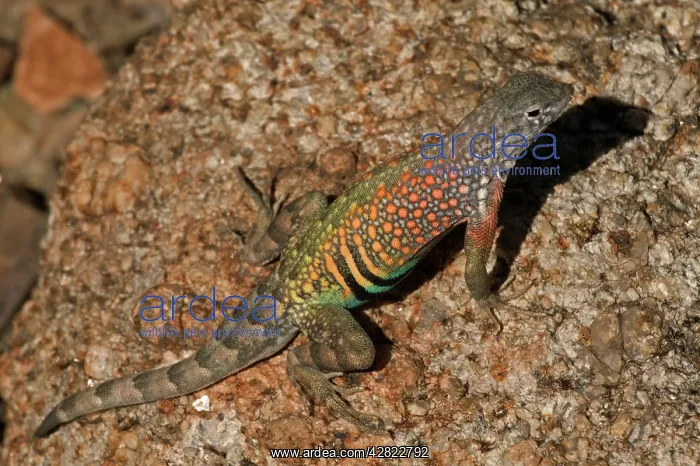 : Greater Earless Lizard - male in breeding colors : Greater Earless Lizard - male in breeding colors