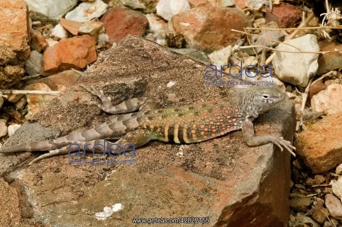 : Greater Earless Lizard - male in breeding colours : Greater Earless Lizard - male in breeding colours