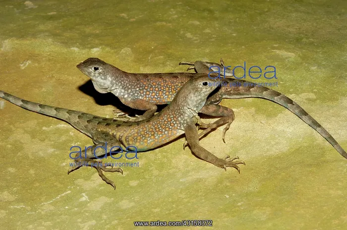 : Greater Earless Lizards : Greater Earless Lizards