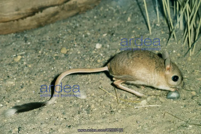 : Greater Egyptian Jerboa : Greater Egyptian Jerboa