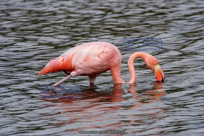 : Greater Flamingo : Greater Flamingo