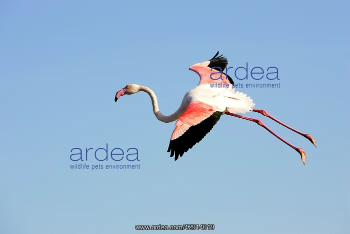 : Greater Flamingo : Greater Flamingo