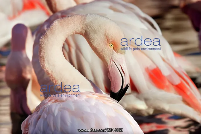 : Greater Flamingo : Greater Flamingo