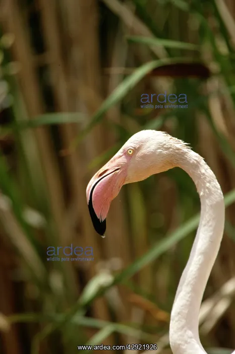 : Greater Flamingo : Greater Flamingo