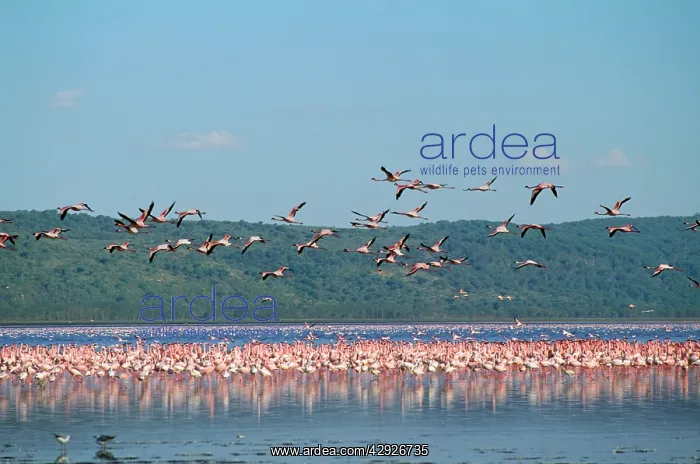 : Greater Flamingo : Greater Flamingo