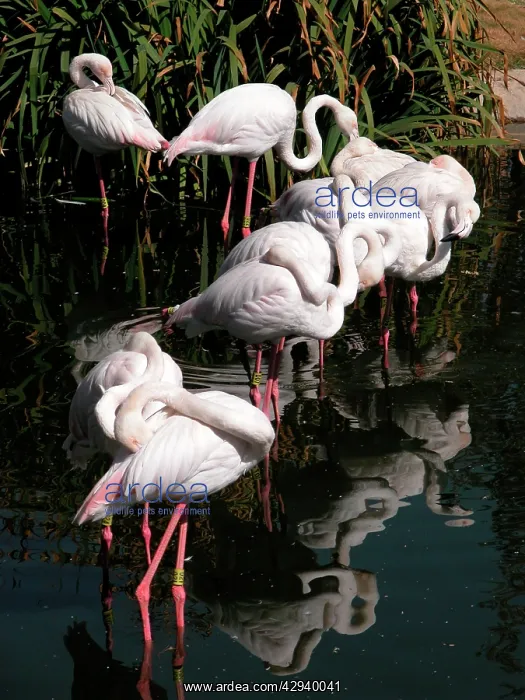 : Greater Flamingo : Greater Flamingo