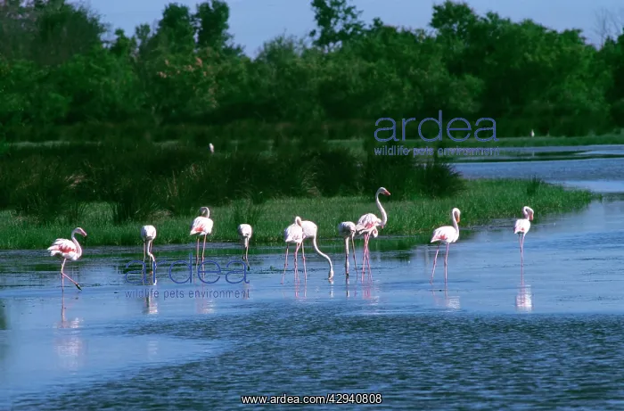 : Greater Flamingo : Greater Flamingo