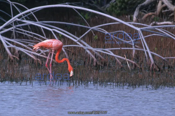 : Greater Flamingo : Greater Flamingo