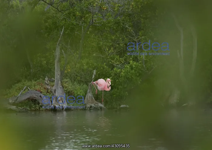 : Greater Flamingo : Greater Flamingo