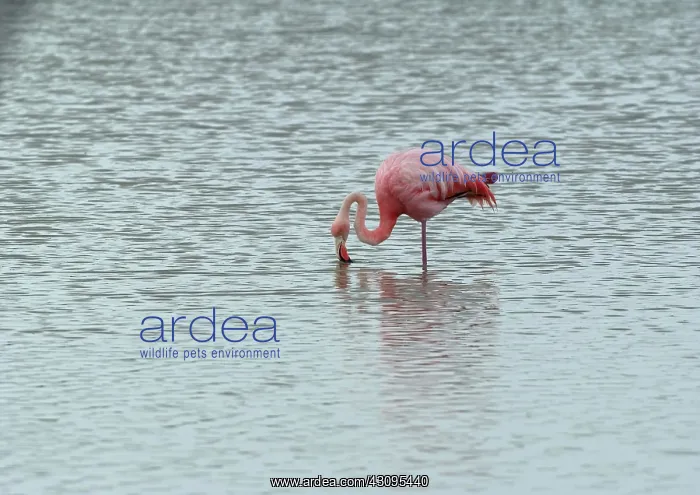 : Greater Flamingo : Greater Flamingo