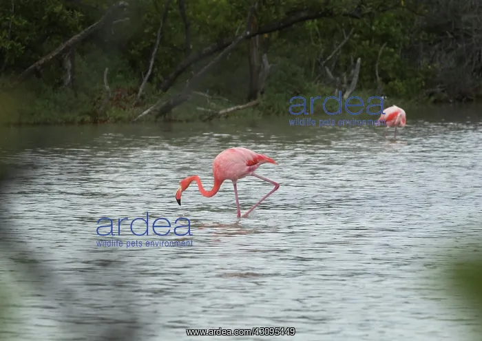 : Greater Flamingo : Greater Flamingo