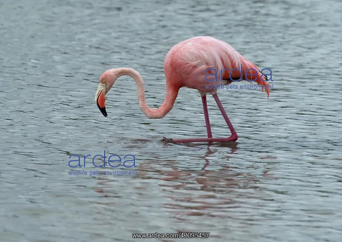 : Greater Flamingo : Greater Flamingo