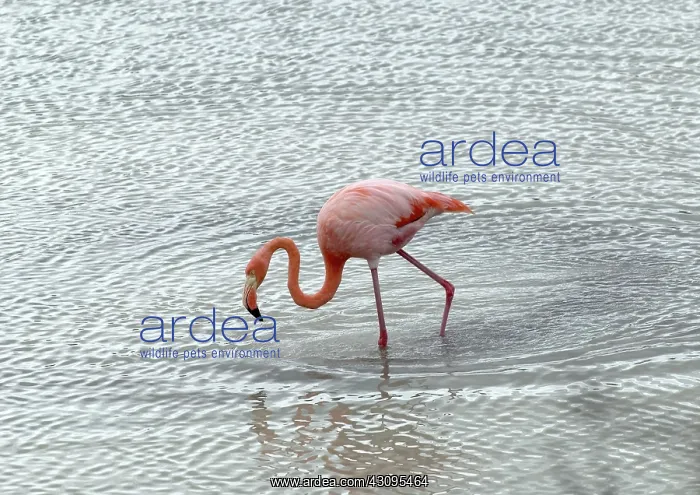 : Greater Flamingo : Greater Flamingo