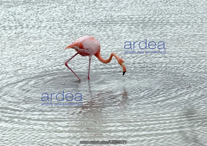 : Greater Flamingo : Greater Flamingo