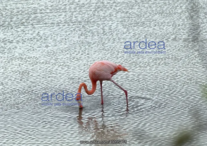 : Greater Flamingo : Greater Flamingo