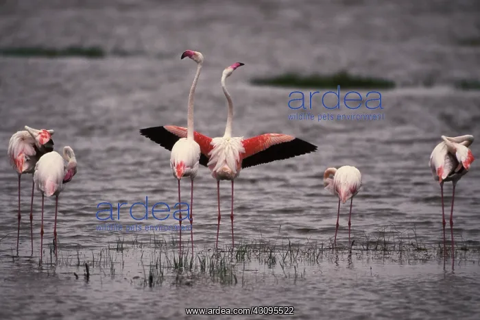 : Greater Flamingo : Greater Flamingo