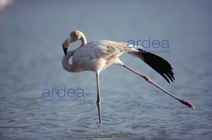 : Greater Flamingo : Greater Flamingo