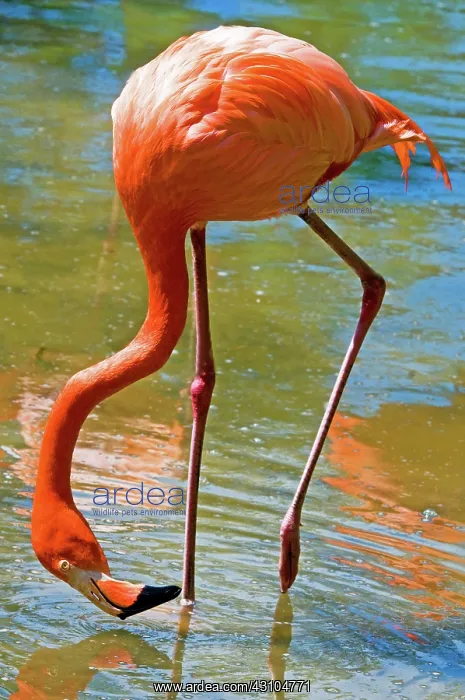 : Greater Flamingo : Greater Flamingo