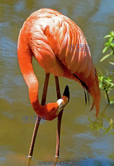 : Greater Flamingo : Greater Flamingo