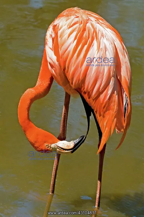 : Greater Flamingo : Greater Flamingo