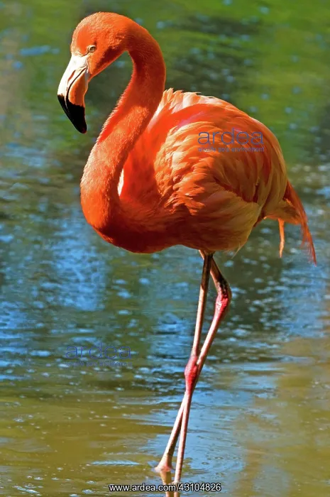 : Greater Flamingo : Greater Flamingo