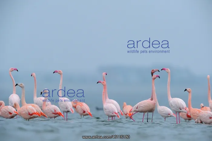 : Greater Flamingo : Greater Flamingo