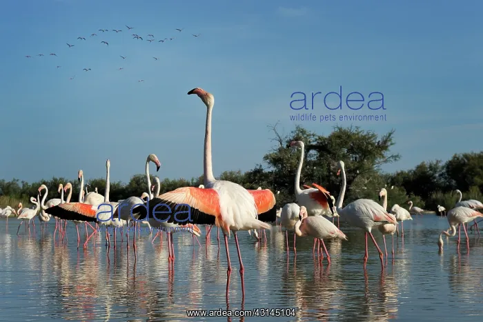 : Greater Flamingo : Greater Flamingo