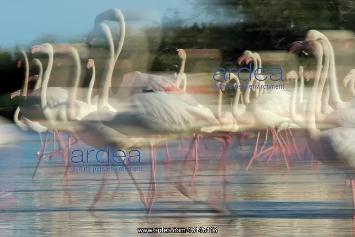 : Greater Flamingo : Greater Flamingo