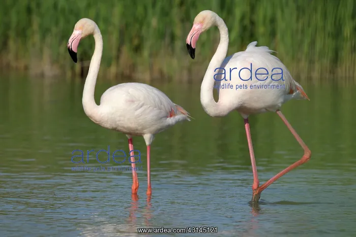 : Greater Flamingo : Greater Flamingo