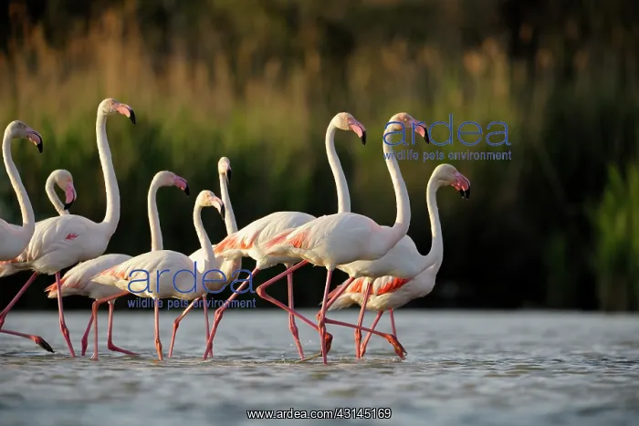 : Greater Flamingo : Greater Flamingo