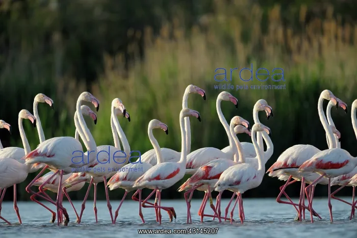  : Greater Flamingo