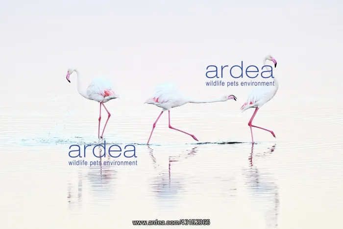 : Greater Flamingo : Greater Flamingo