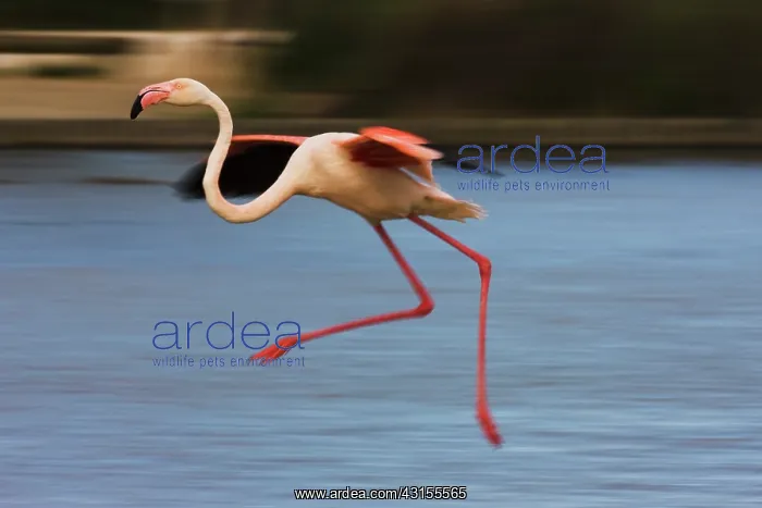: Greater Flamingo : Greater Flamingo