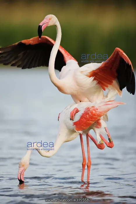 : Greater Flamingo : Greater Flamingo