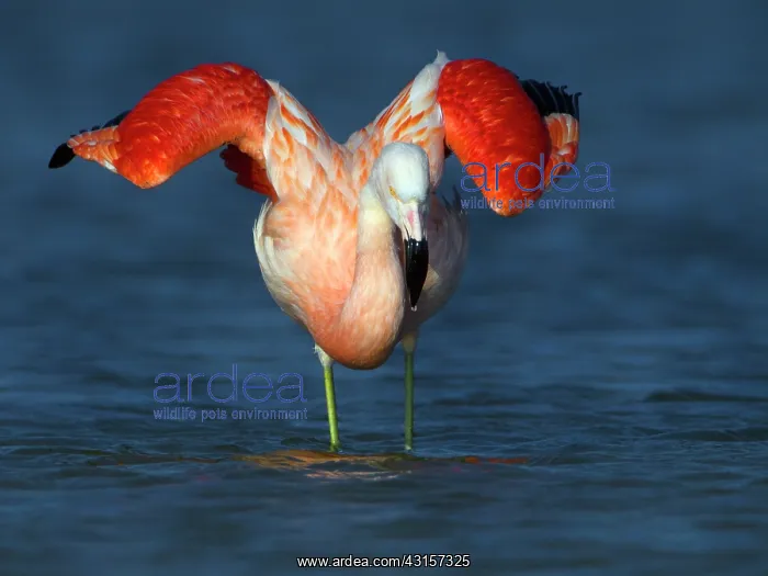 : Greater Flamingo : Greater Flamingo
