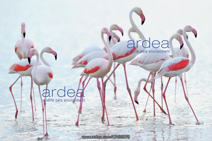 : Greater Flamingo : Greater Flamingo