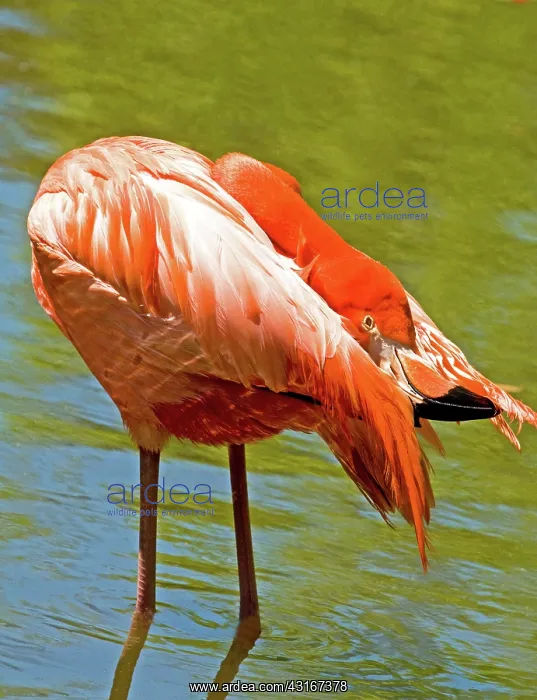 : Greater Flamingo : Greater Flamingo