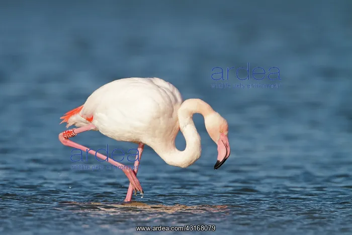 : Greater Flamingo : Greater Flamingo
