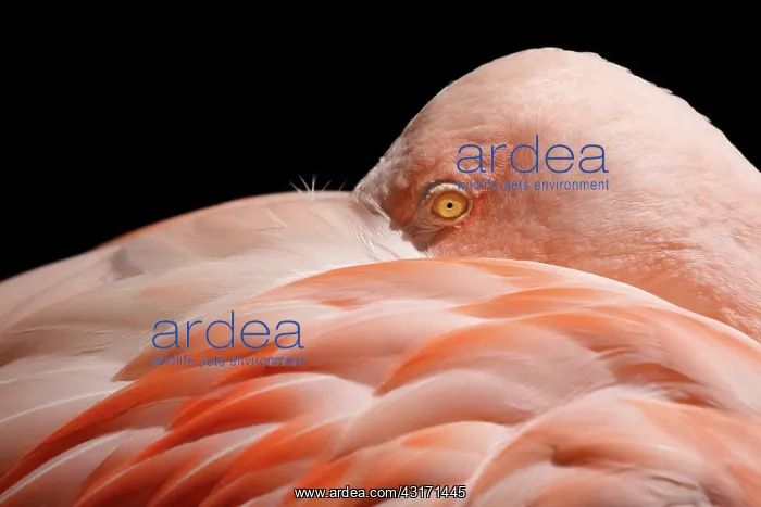 : Greater Flamingo : Greater Flamingo