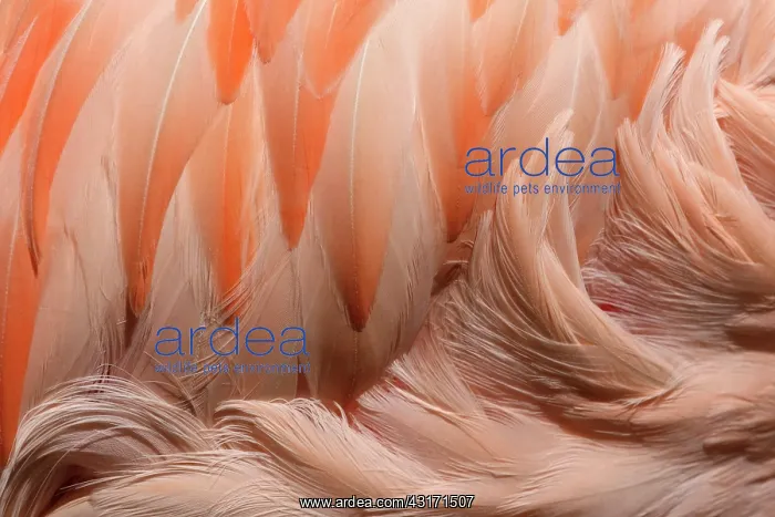 : Greater Flamingo : Greater Flamingo