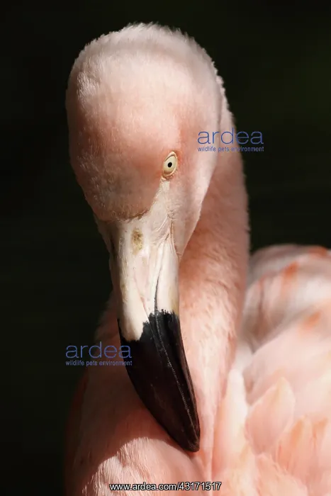 : Greater Flamingo : Greater Flamingo
