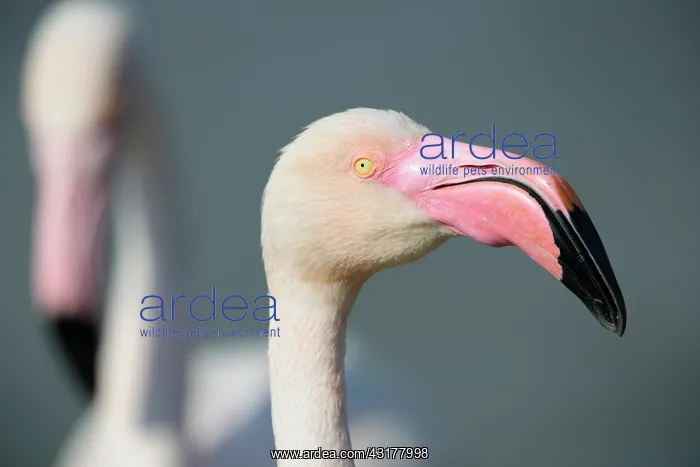 : Greater Flamingo : Greater Flamingo
