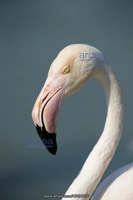 : Greater Flamingo : Greater Flamingo