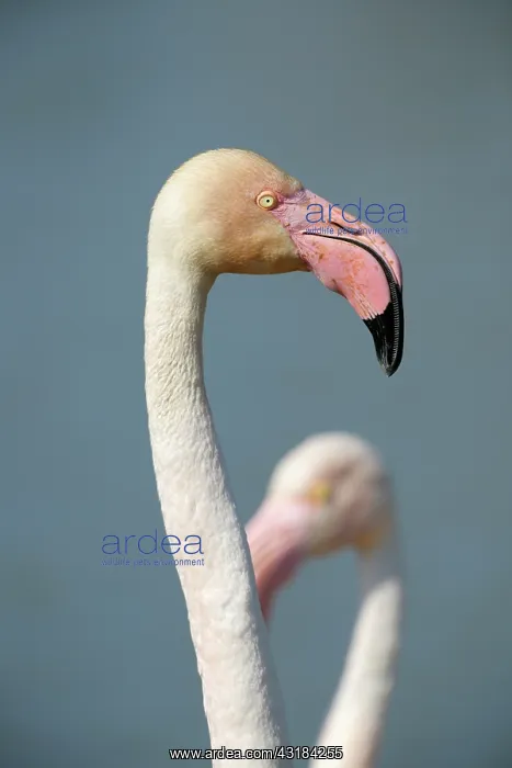 : Greater Flamingo : Greater Flamingo