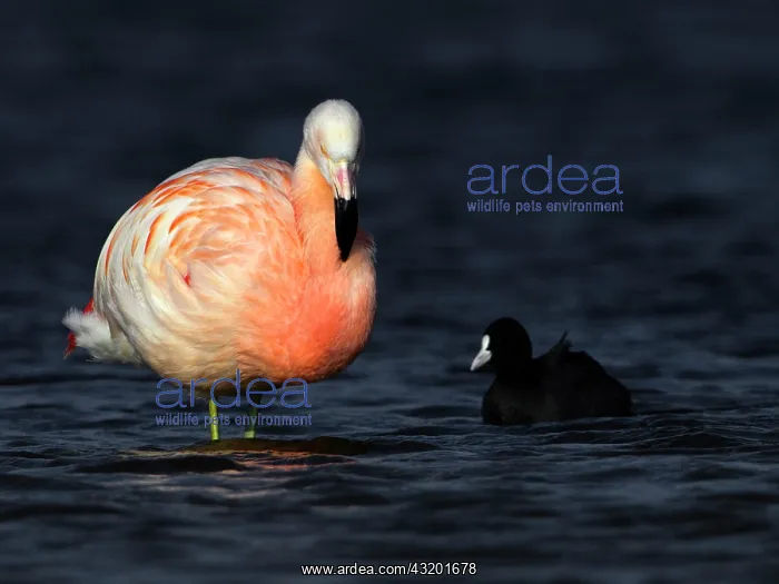 : Greater Flamingo : Greater Flamingo