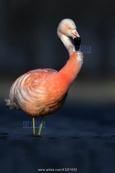: Greater Flamingo : Greater Flamingo