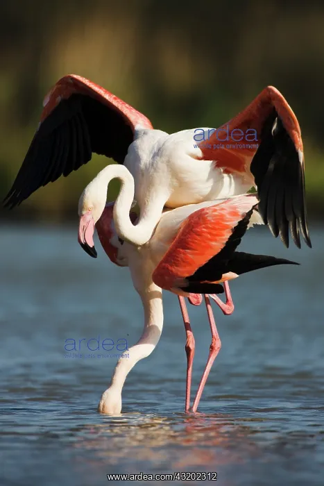 : Greater Flamingo : Greater Flamingo