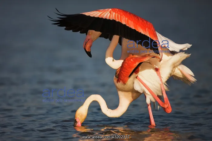 : Greater Flamingo : Greater Flamingo