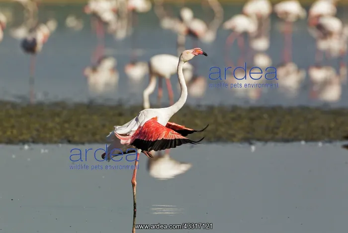 : Greater Flamingo : Greater Flamingo