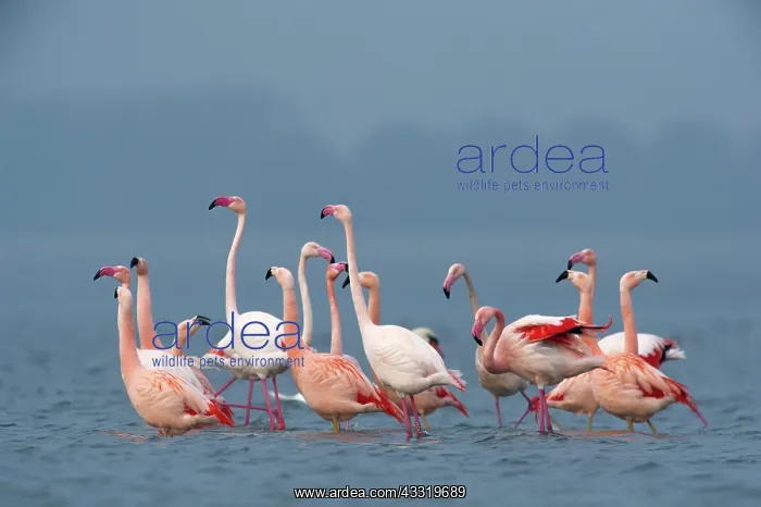 : Greater Flamingo : Greater Flamingo